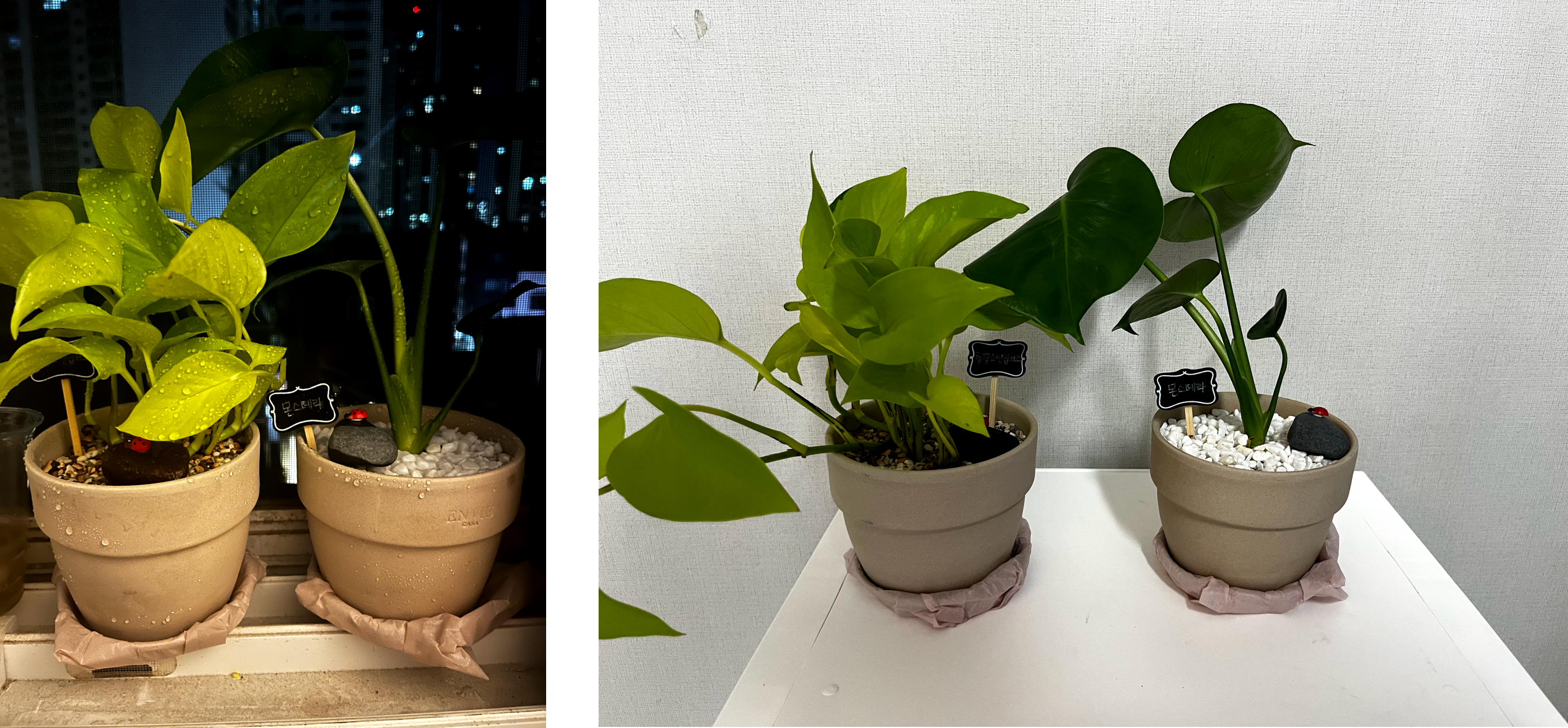 new-plants-for-home